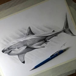 Shark Drawing Study