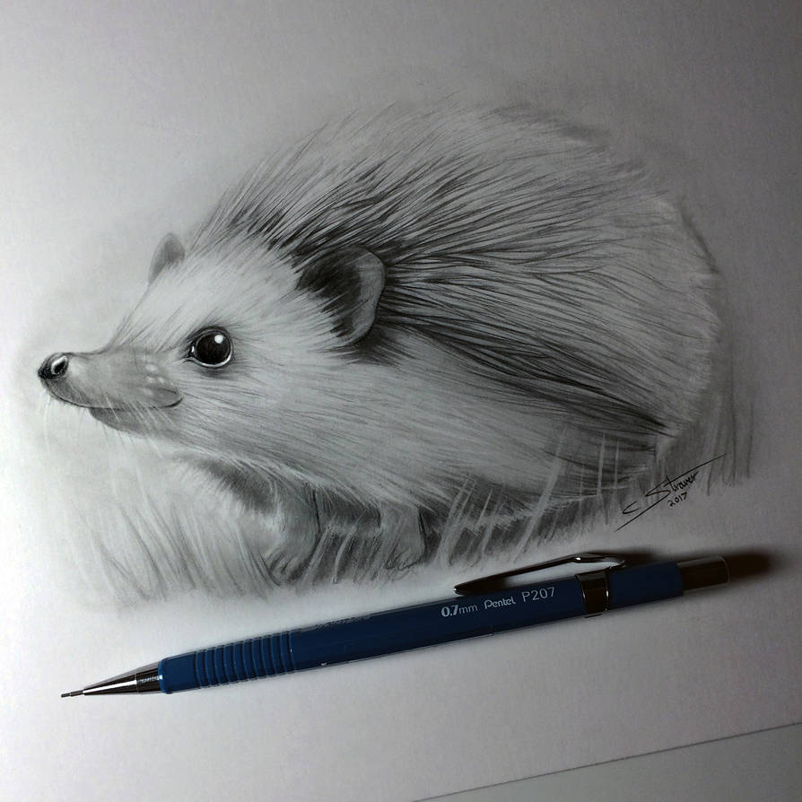 Hedgehog Drawing by LethalChris on DeviantArt