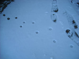 Cat tracks in the snow