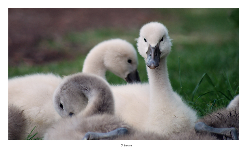 What's going on? baby swan