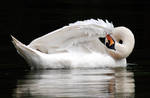 Vertigo swan by servale