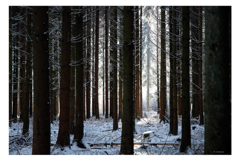 Shining ghost in the forest