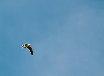 Seagull in Flight