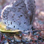 Fuzzy little butterfly