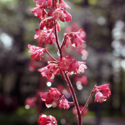 Morning coral bells