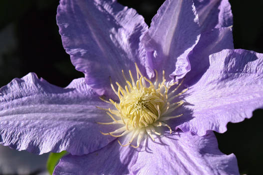 Clematis