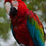 Macaw