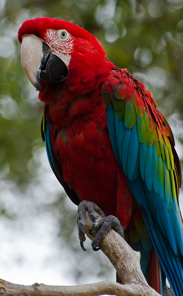 Macaw