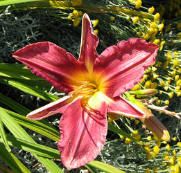 Stargazer Lily 2