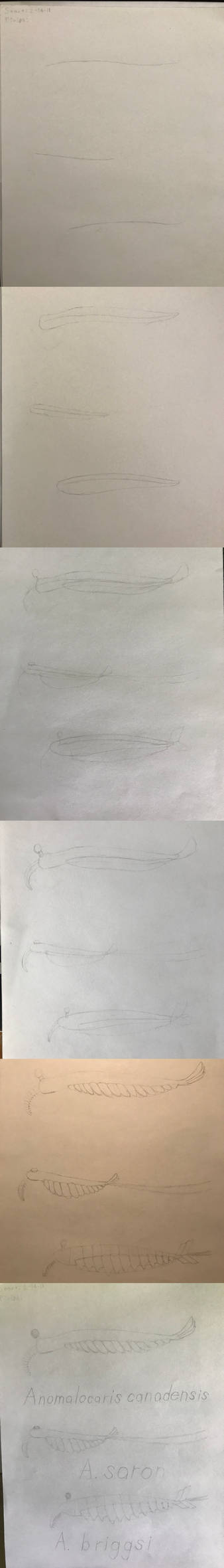 How to draw Anomalocaris