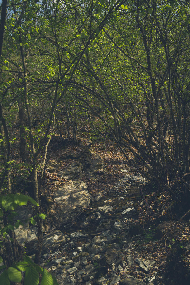 Mystical Creek