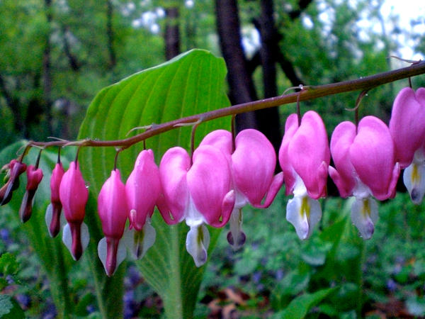 bleeding hearts