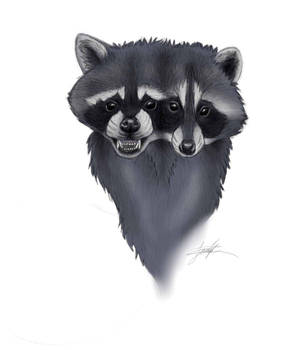 Two-Headed Raccoon