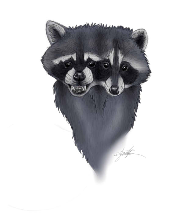 Two-Headed Raccoon by wolfgurl01 on DeviantArt Two-Headed Raccoon by wolfgurl01 on DeviantArt