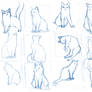 Cat Studies 02