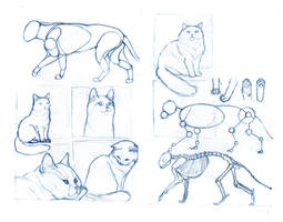 Cat Studies 05 (and tutorials)