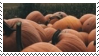 moody pumpkins