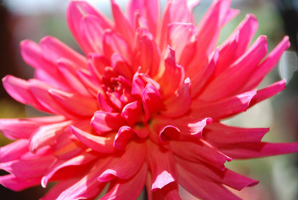 Pink Firework Flower Firework flower 3 by R-E-M-iniscence on DeviantArt