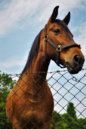 Hello my two-legged friend by magic-gallery Hello my two-legged friend by magic-gallery