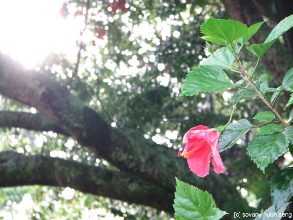 Le Soleil et Fleur Rose