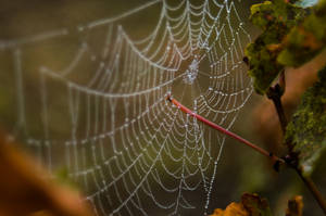 The beads of autumn