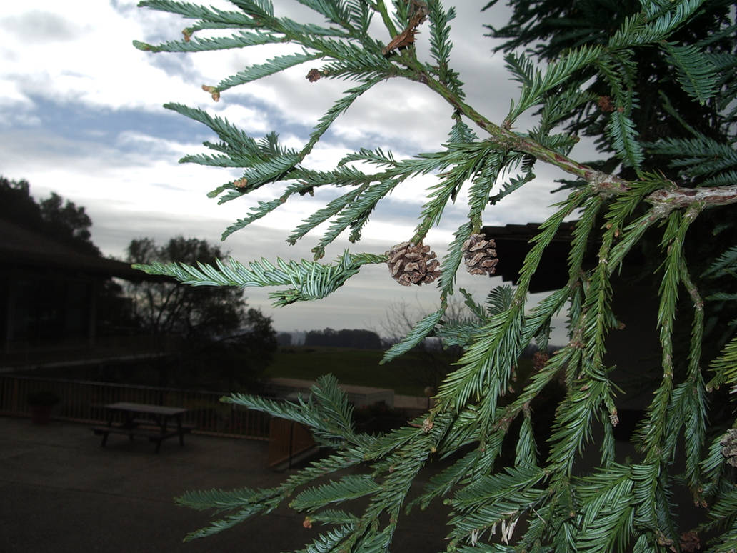 UCSC Cowell Quad 2 by TwoHeadedBoy on DeviantArt