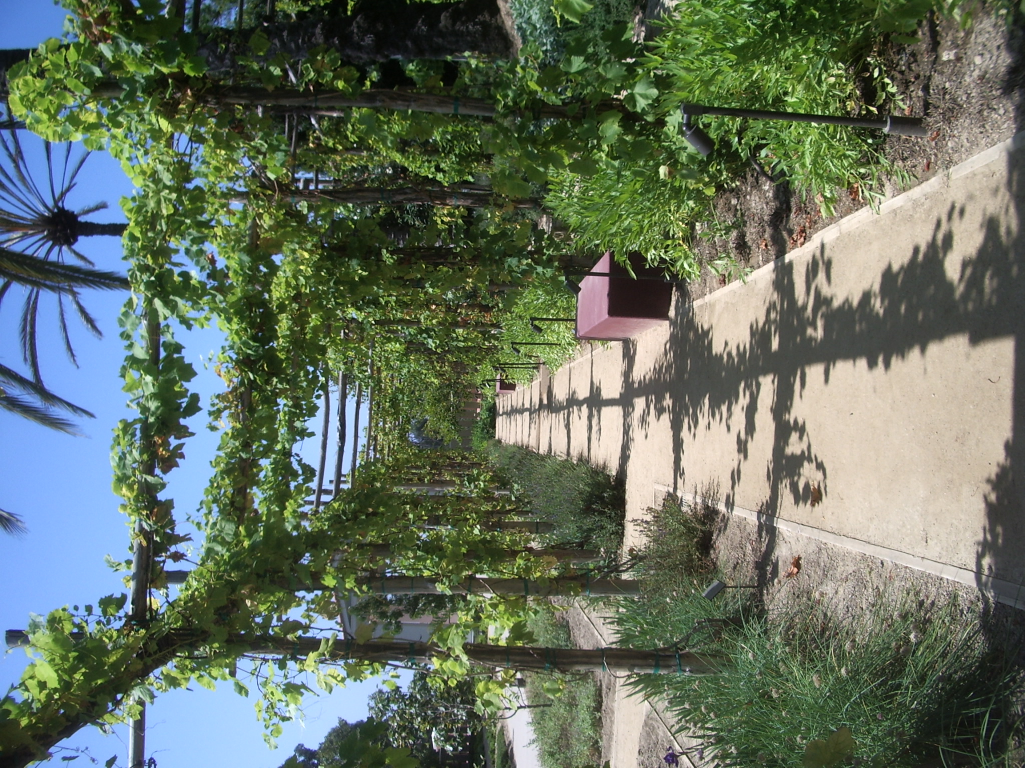 The Herb Garden