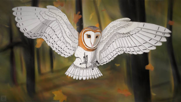 Barn Owl