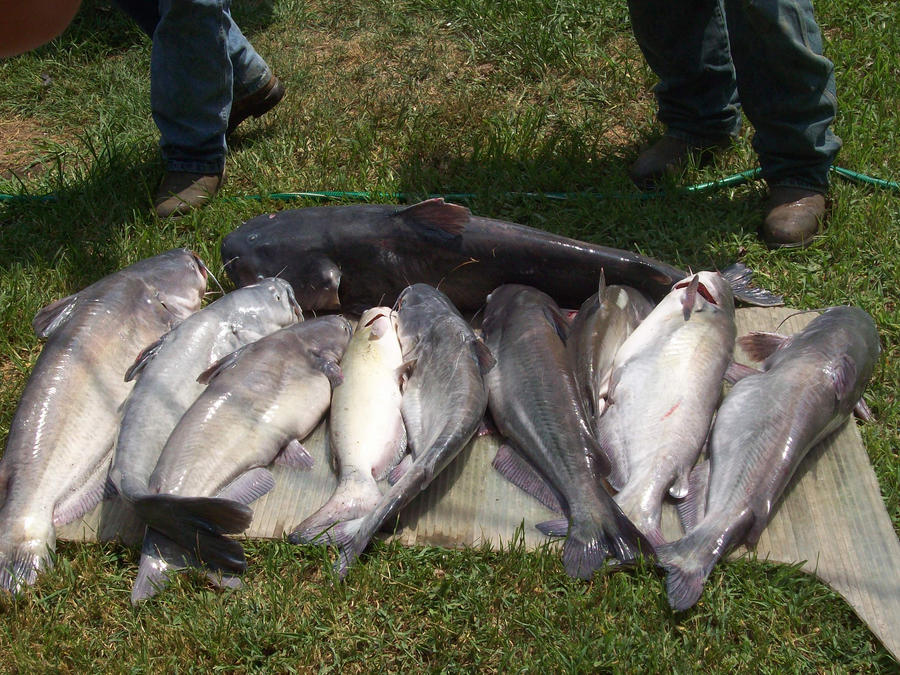Comment Big Fish big fish 25 by bluewolf25 on DeviantArt