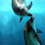 Dolphins Playing Redux