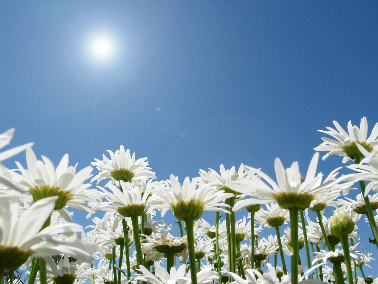 Daisies and Blue