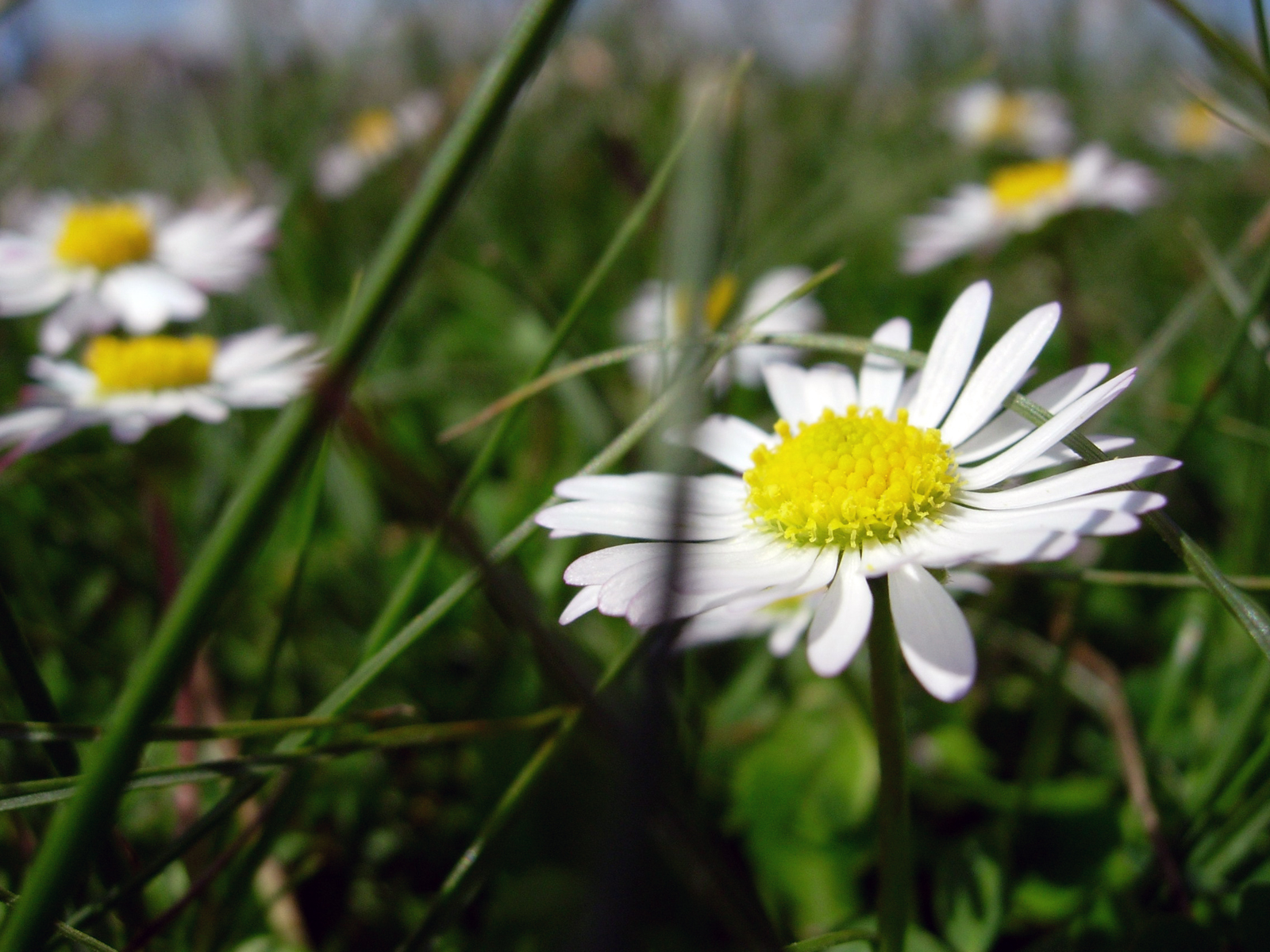 Into the grass