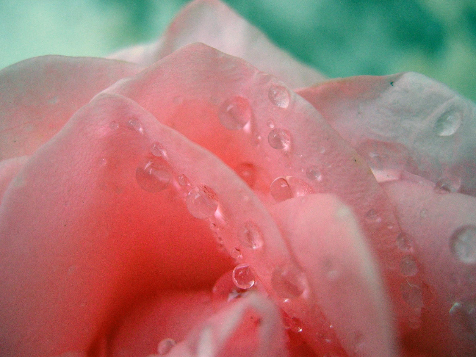 Rose drops