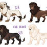 Lion adopt