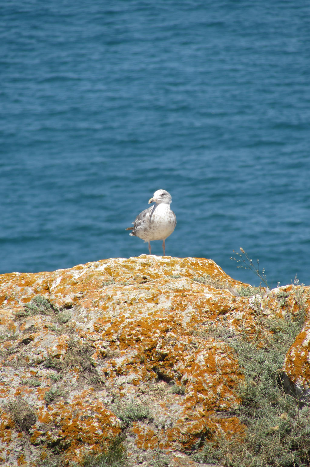 A fellow seafriend