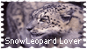 SnowLeopard Lover