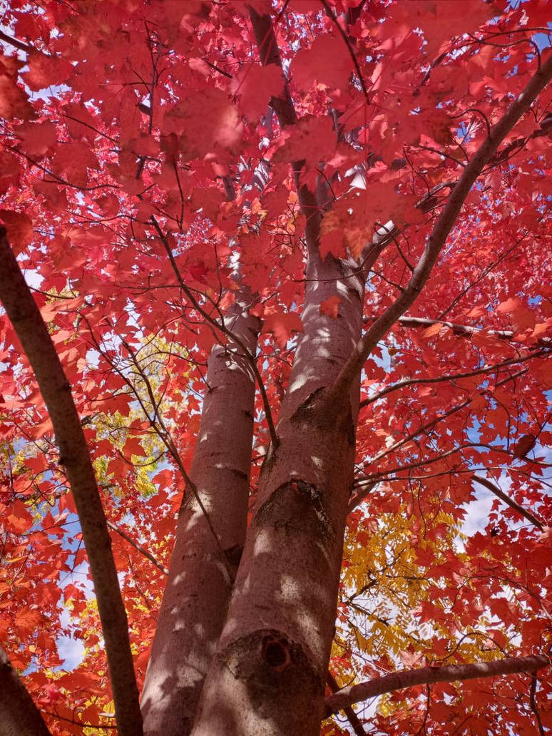 Inferno Maple Tree Maple Inferno by trishls on DeviantArt
