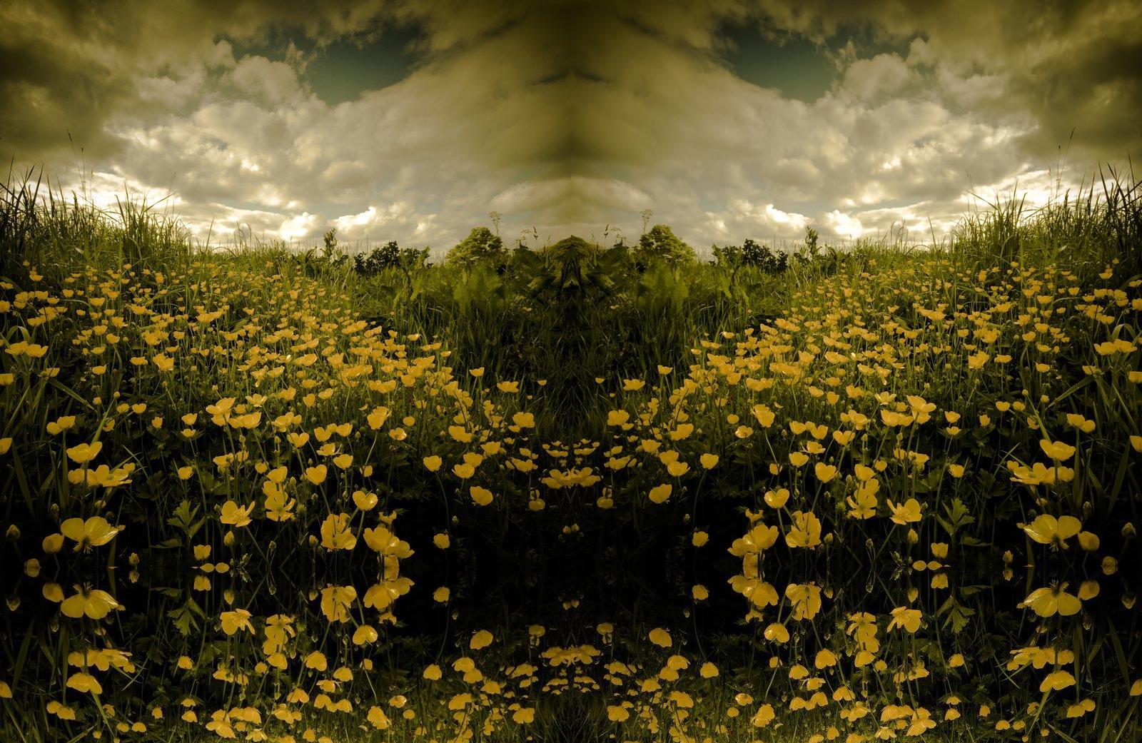 buttercup field inverted