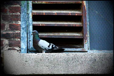 pigeon