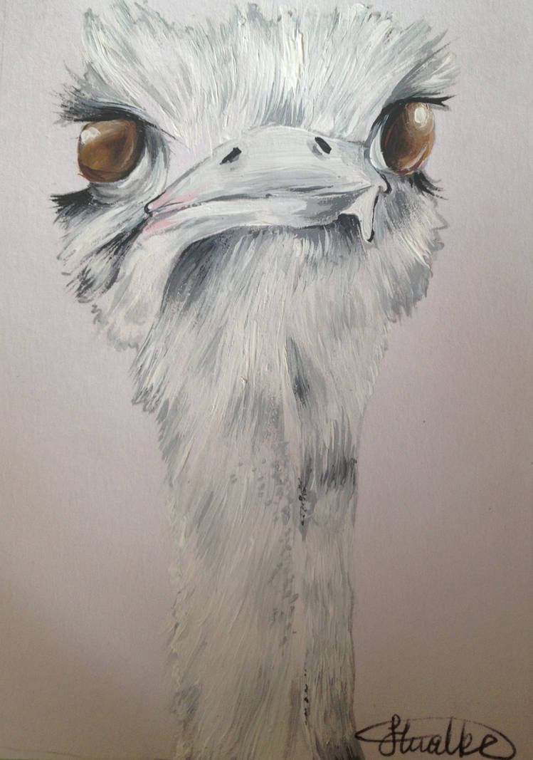 Ostrich