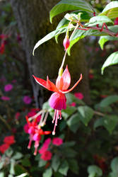 Fuchsia Flower