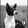 Trasan the Basenji