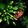Insect Nikon D80