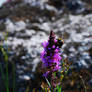 Purple Flower with bumblebee.