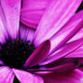 Pink Beautiful Flower 2
