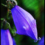 Litte purple dingdong.