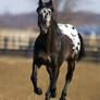 Breed. Appaloosa