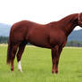 Breed. Quarter Horse