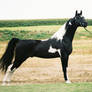 Breed. Saddlebred