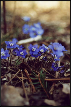 Anemone nemorosa